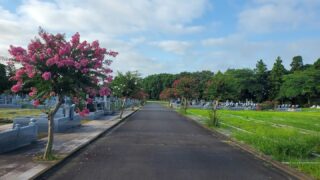 車道のサルスベリも咲き始めました。

#サルスベリ #筑波茎崎霊園 #公園墓地 #樹木葬墓地 #つくば
