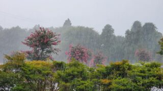 激しい雷雨に見舞われたお盆最終日でした。

サルスベリも雨に濡れています。

お参りの皆様も一時中断で雨宿りされていました🌧️

#筑波茎崎霊園 #公園墓地 #樹木葬 #樹木葬が出来るお寺 #つくば #お盆