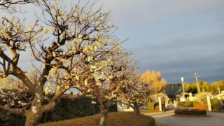 梅が満開を迎えています。

#筑波茎崎霊園 #梅 #公園墓地 #公園墓地に咲く花 #樹木葬