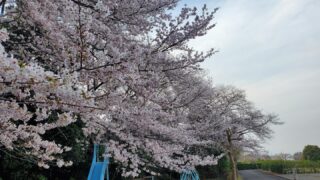 桜が満開です🌸

#筑波茎崎霊園 #公園墓地 #公園墓地に咲く花 #つくば #樹木葬