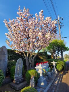 桜の後は牡丹桜です。

#筑波茎崎霊園 #牡丹桜 #つくば #公園墓地 #樹木葬